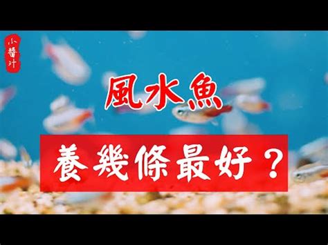 金魚數量 風水|【風水金魚】風水金魚招財有方！數量、顏色、禁忌全攻略